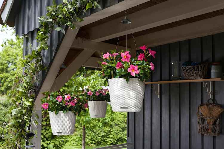 Plants in NIDO Cottage Planters